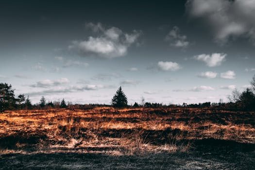 秋天的风景，有戏剧性的天空、焦土般的田野和树木的剪影