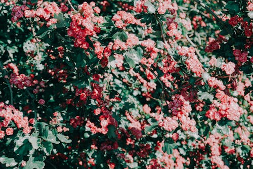 無料 咲く赤い花びらの花 写真素材