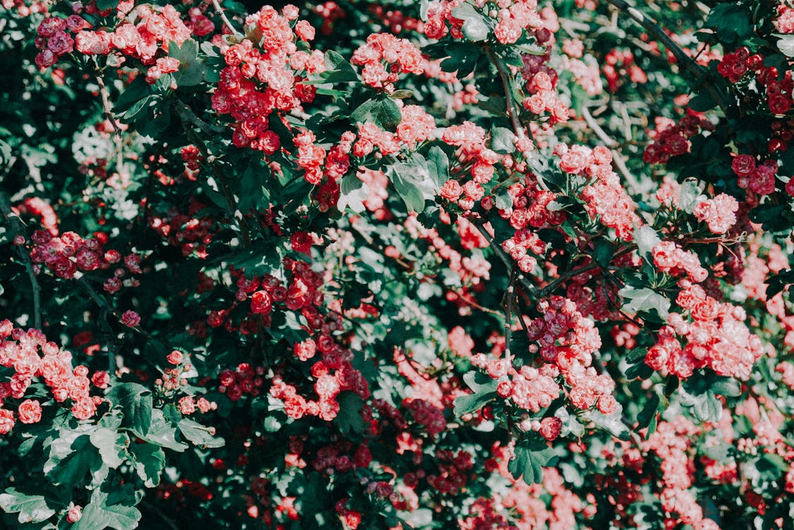 Blooming Red Petaled Flowers