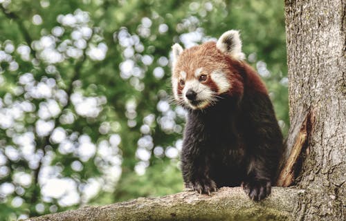 무료 나뭇 가지에 갈색 곰 스톡 사진