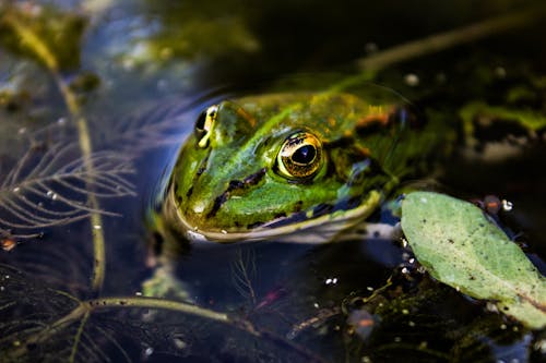 無料 水中の緑のヒキガエル 写真素材