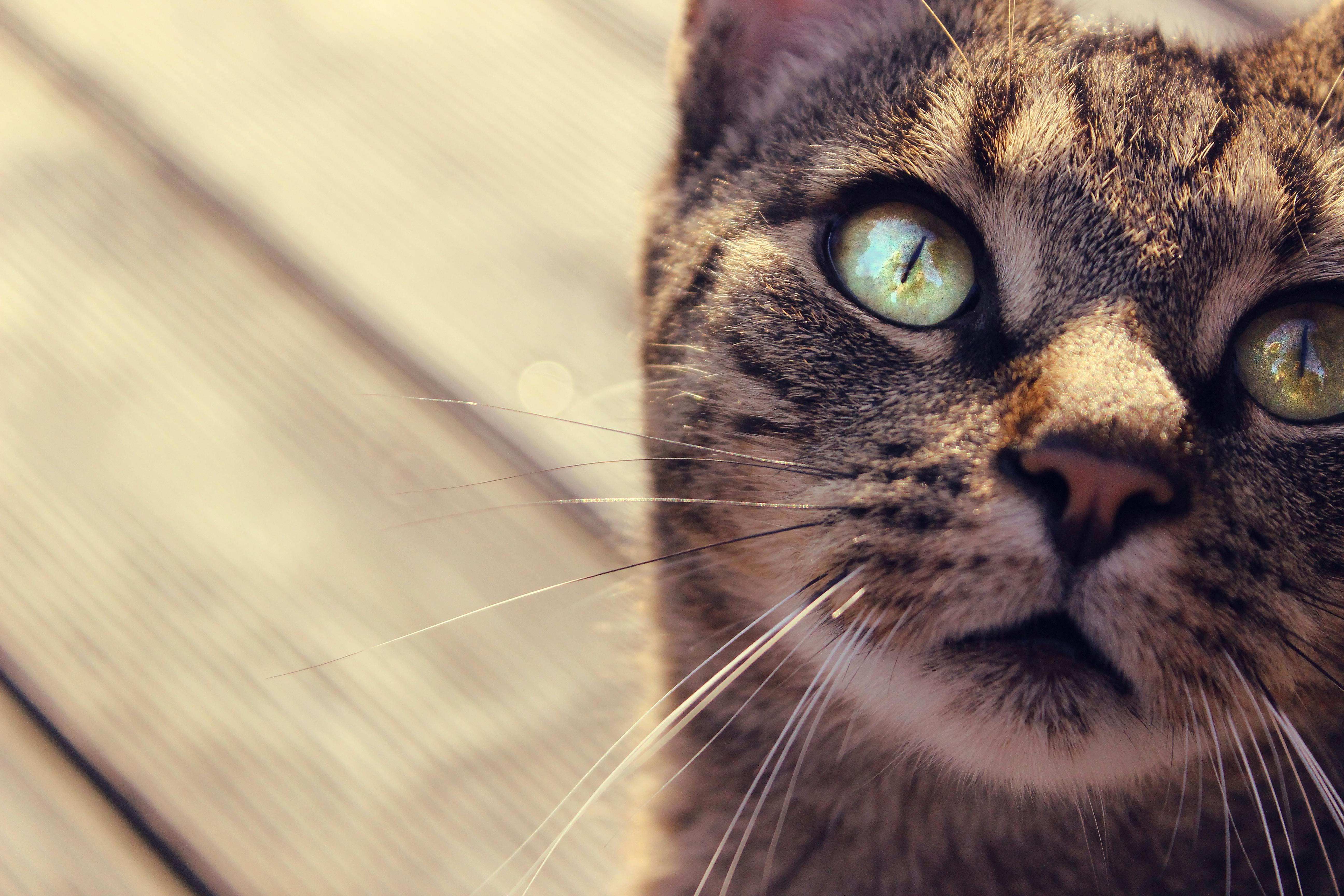 特写镜头里，一只虎斑猫有着明亮的绿色眼睛和细致的胡须