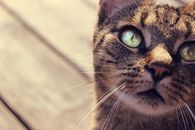 特写镜头里，一只虎斑猫有着明亮的绿色眼睛和细致的胡须