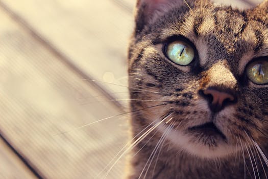 特写镜头里，一只虎斑猫有着明亮的绿色眼睛和细致的胡须