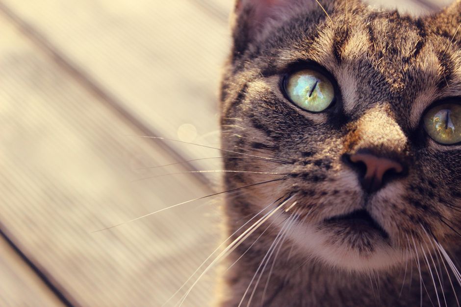 catdreaminterpretation