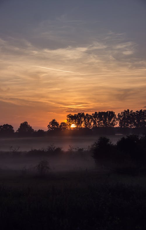 Silhouet Van Bomen Tijdens Gouden Uur