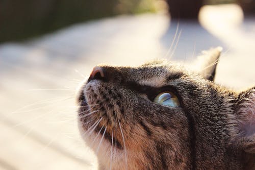 Free Brown Cat in Selective Focus Photography Stock Photo
