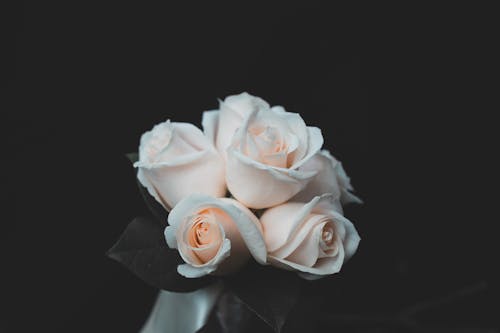 免费 白玫瑰鲜花花束 素材图片