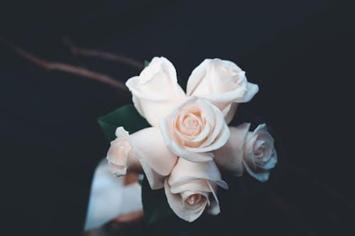 Shallow Focus Photography of Pink Flowers