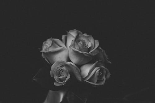 Free Grayscale Photo of Roses Stock Photo