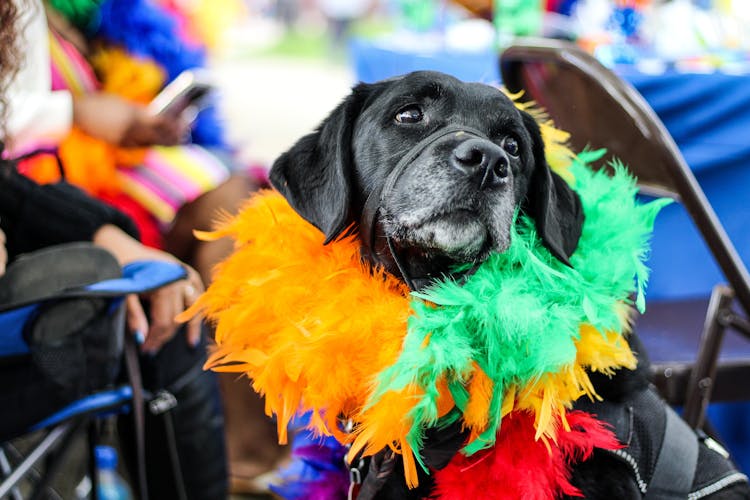 A Tapestry of Color and Sound: The Essential Elements of Carnival Parades thumbnail