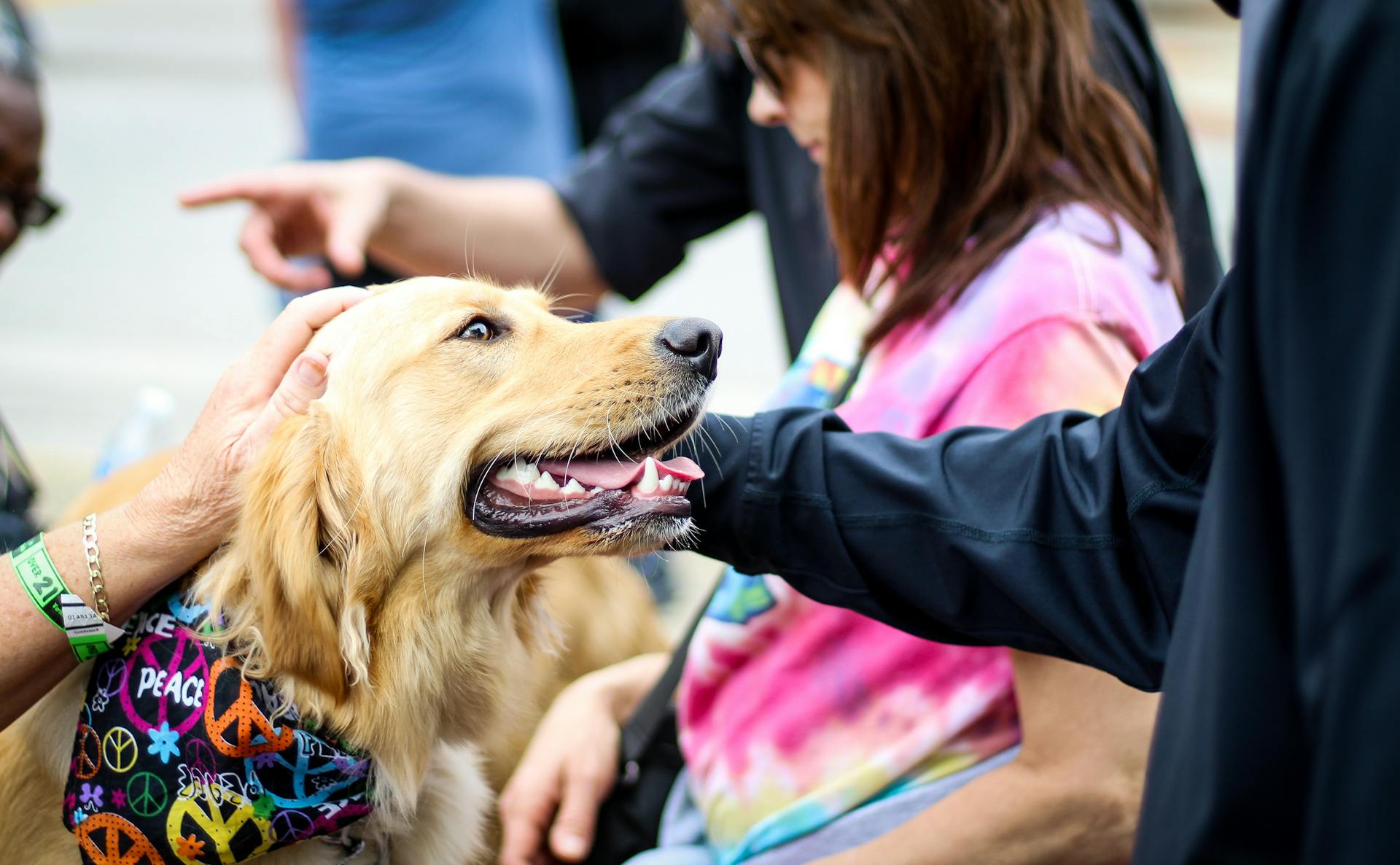 Deux personnes tenant un chien brun à poil court