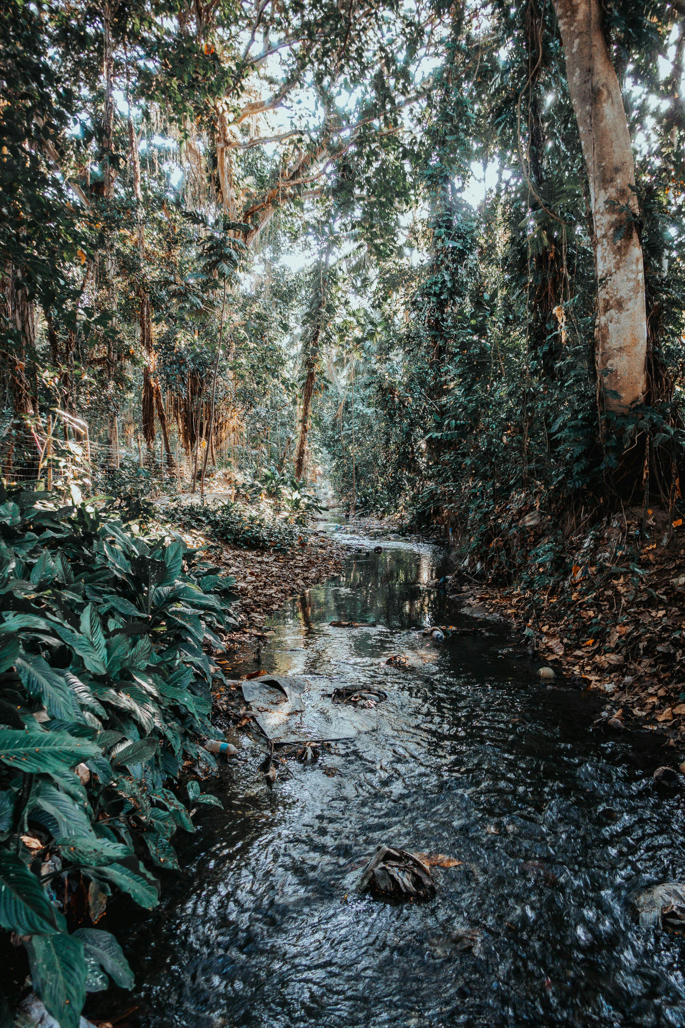 一条宁静的溪流穿过杜马盖特郁郁葱葱的森林，展现着大自然的美丽