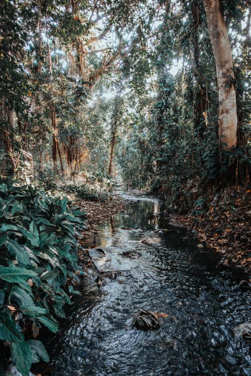Free Tranquil stream flowing through lush forest in Dumaguete, capturing nature's beauty. Stock Photo