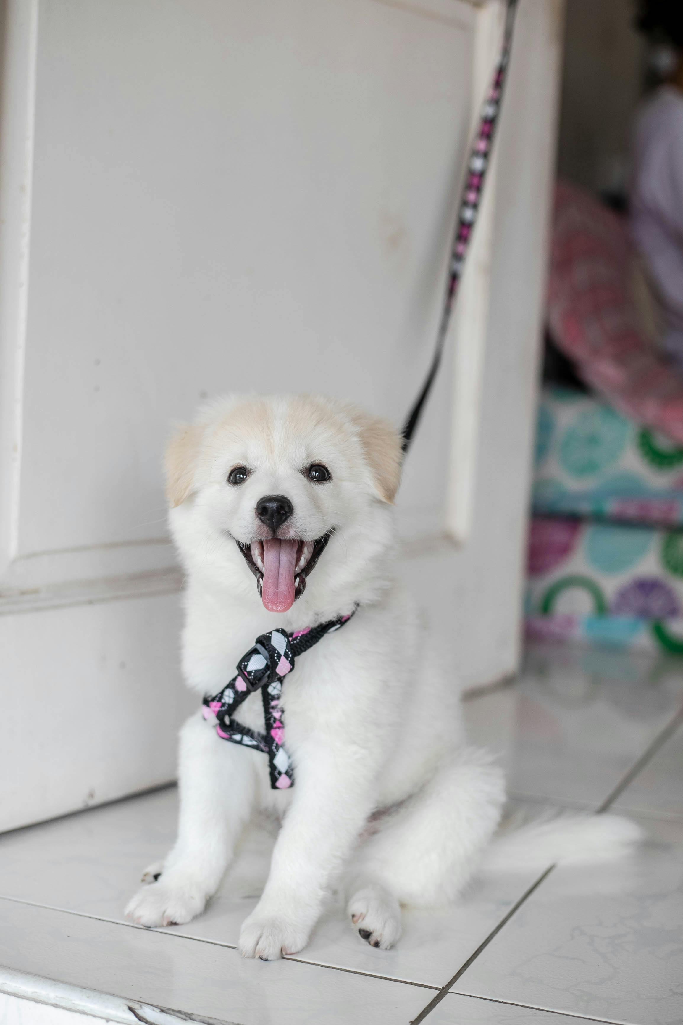 Free White Puppy Sitting Beside Door Stock Photo