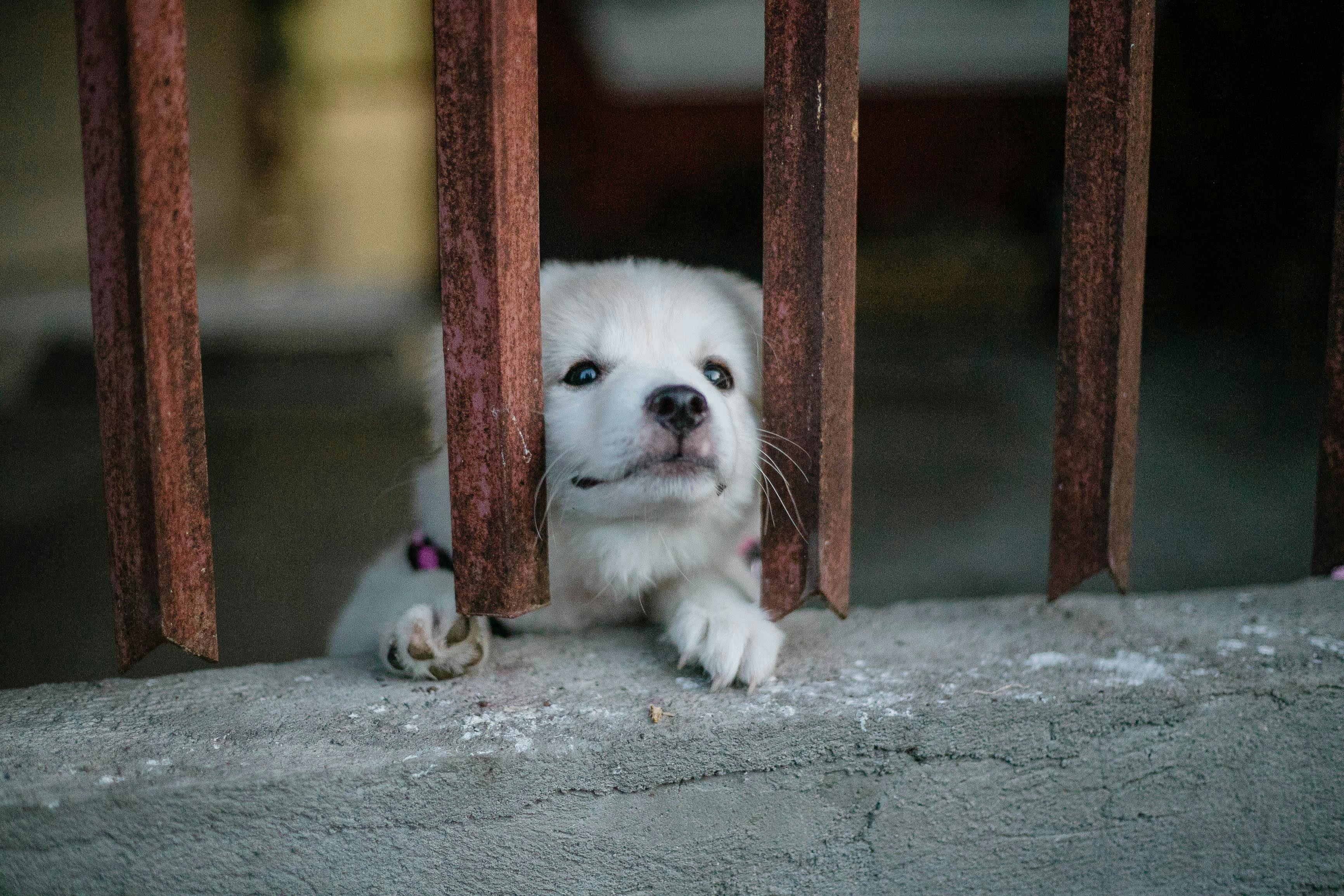 White Puppy · Free Stock Photo