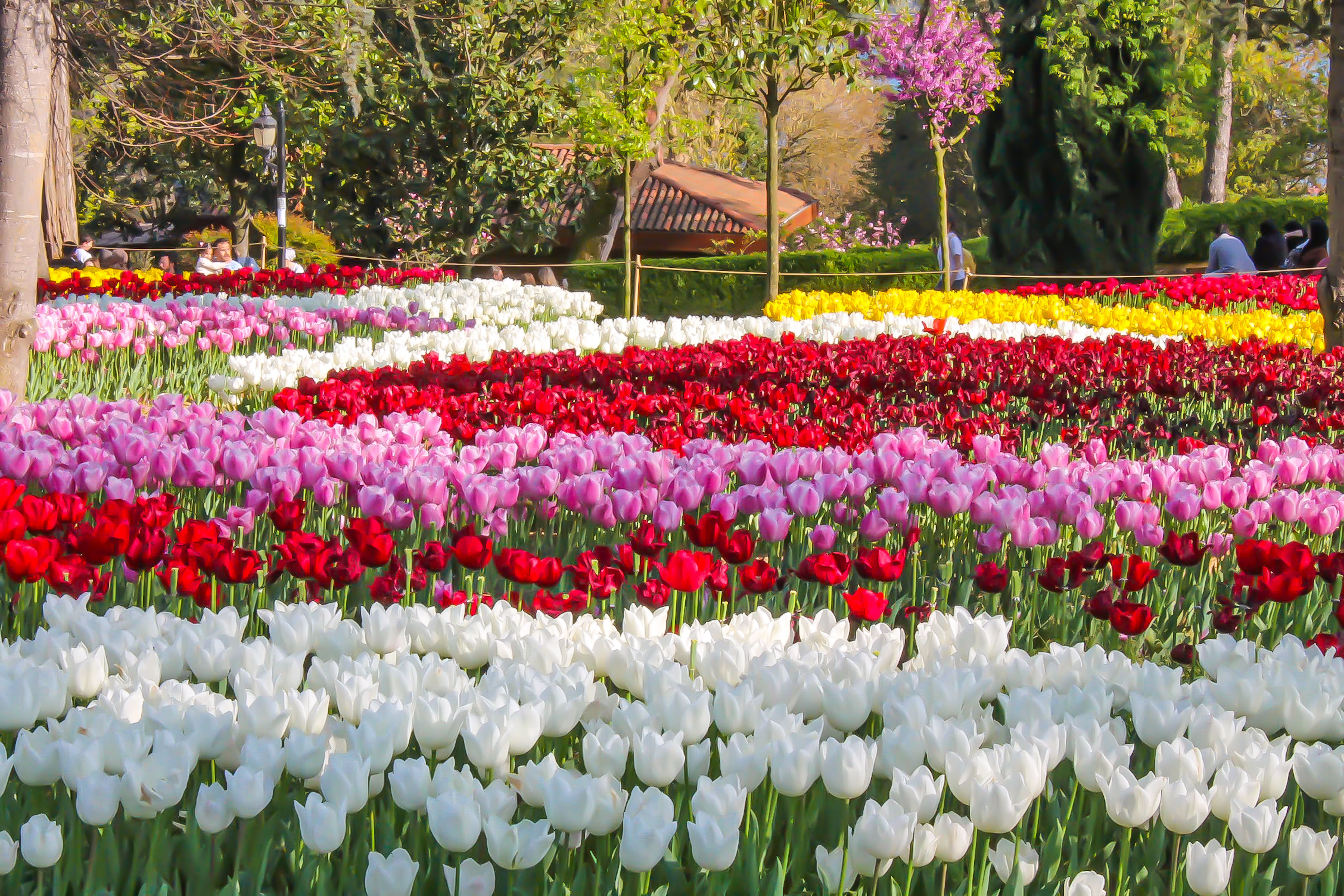 Colorful Tulips Blooming in a Park · Free Stock Photo