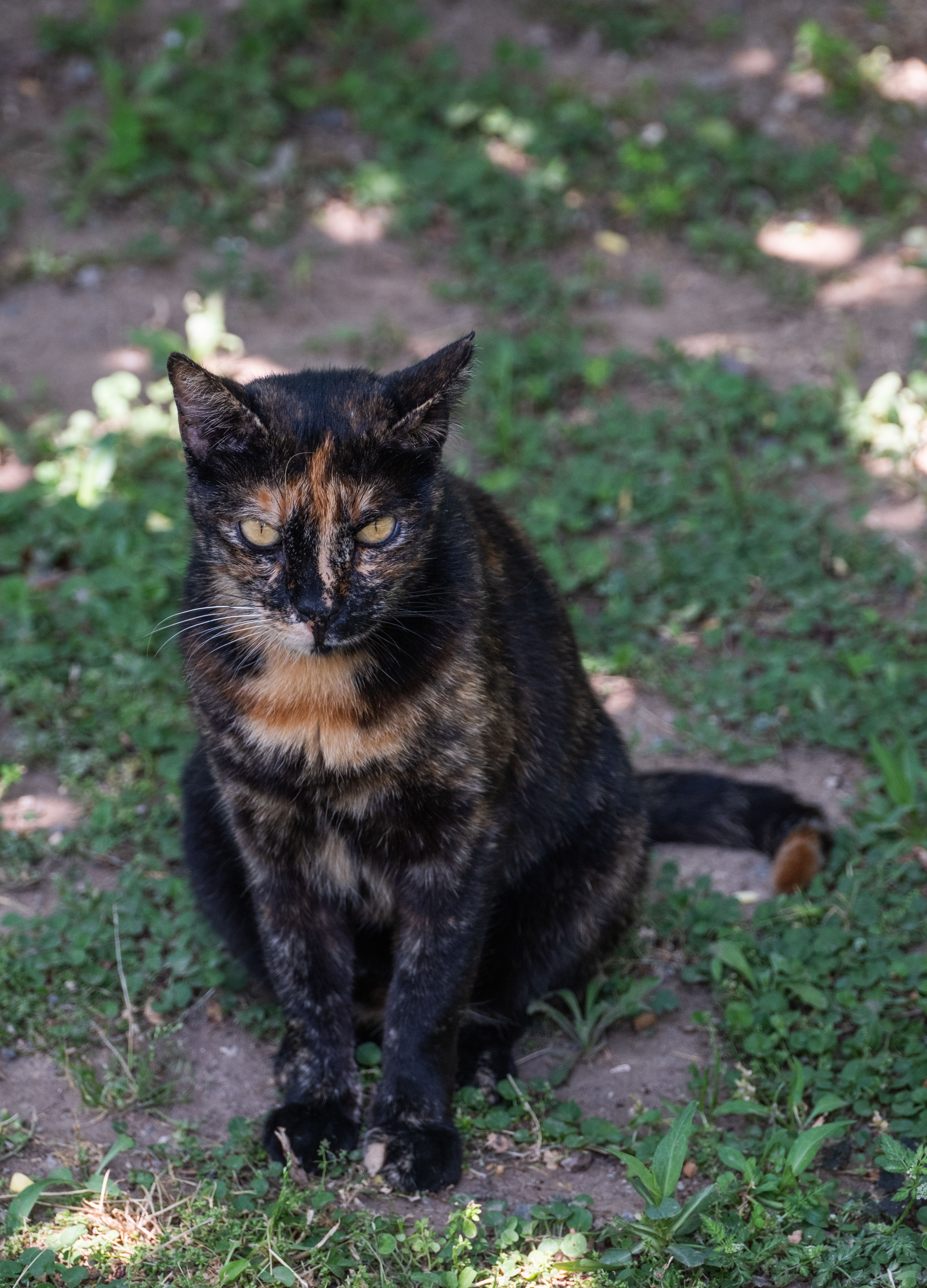 A Tortoiseshell Cat Sitting on the Ground · Free Stock Photo