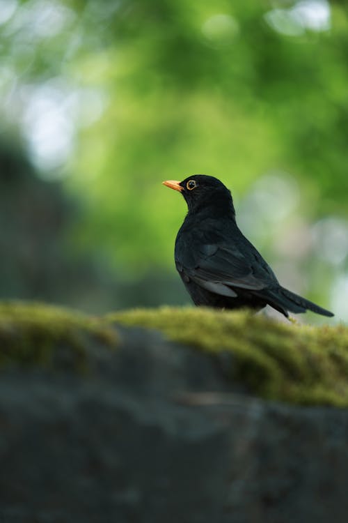 깃털, 나무, 노래하는 새의 무료 스톡 사진