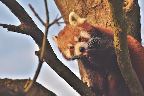 Panda Vermelho Na árvore