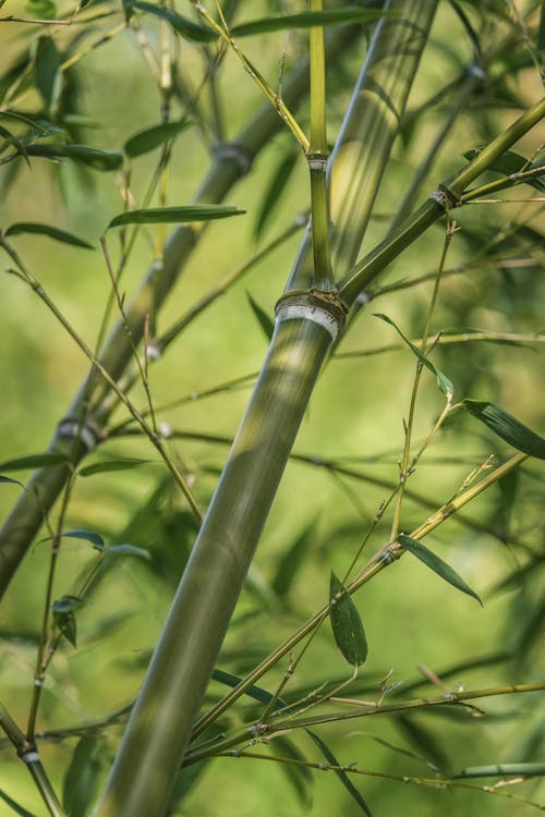 Kostenloses Stock Foto zu ast, bambus, bambusrohr