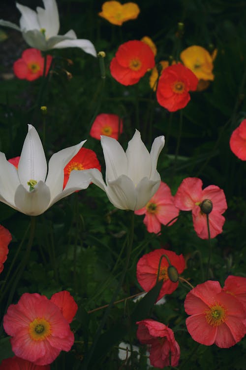 A close up of a flower with white and red petals