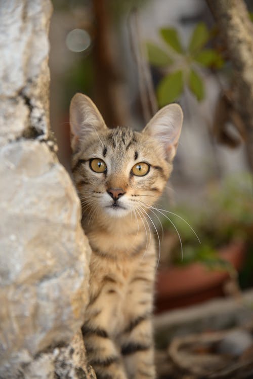 茶色のぶち子猫のセレクティブフォーカス写真