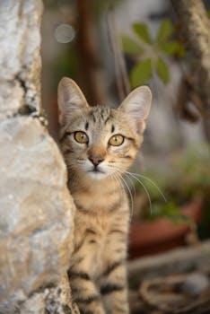 一只好奇的虎斑小猫从岩石后面探出头来，露出它那双富有表情的眼睛和胡须