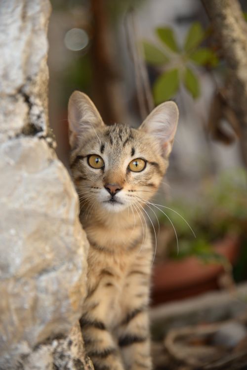 Free A curious tabby kitten peeks from behind a rock, showcasing its expressive eyes and whiskers. Stock Photo