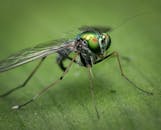 这张宏观照片清晰地展示了一片叶子上的绿色长腿苍蝇，它的眼睛呈现出彩虹色