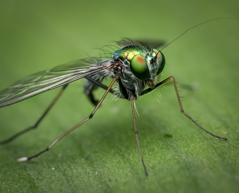 Ondiepe Focus Van Grijs En Groen Insect