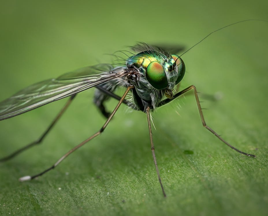 Free Shallow Focus of Gray and Green Insect Stock Photo