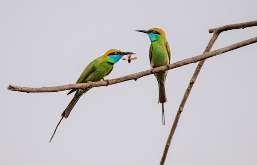 Two green and blue birds sitting on a branch