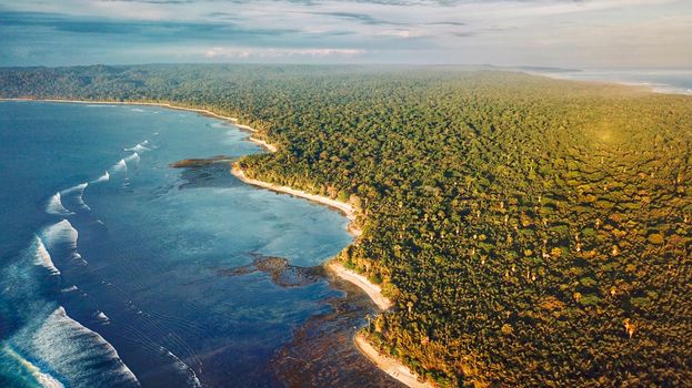 Aerial View of Trees and Sea