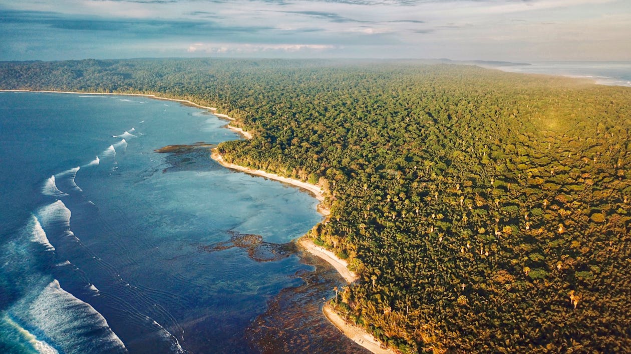 Vista Aerea Di Alberi E Mare