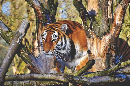 Kostnadsfria Kostnadsfri bild av bengalisk tiger, däggdjur, djungel Stock foto