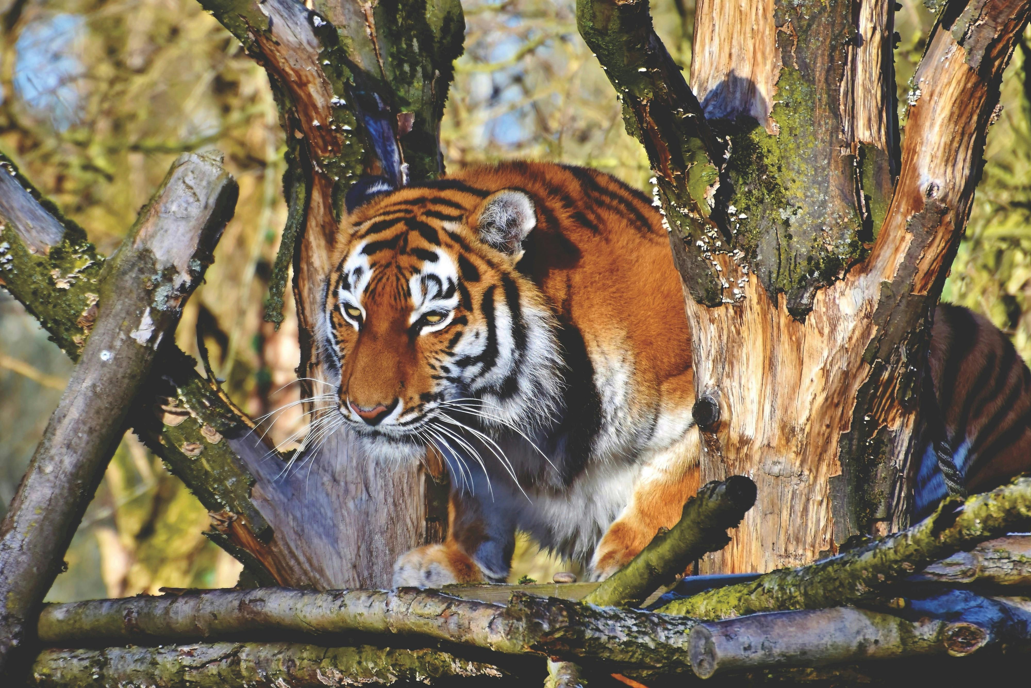 10,181 Bengal Tiger Stock Photos, High-Res Pictures, and Images