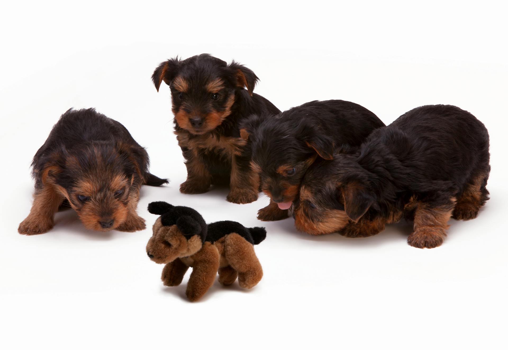 Chiots à poils longs noirs et bruns