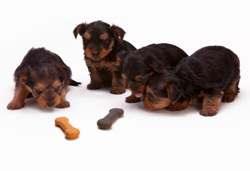 Cachorro Yorkshire Terrier Negro Y Fuego