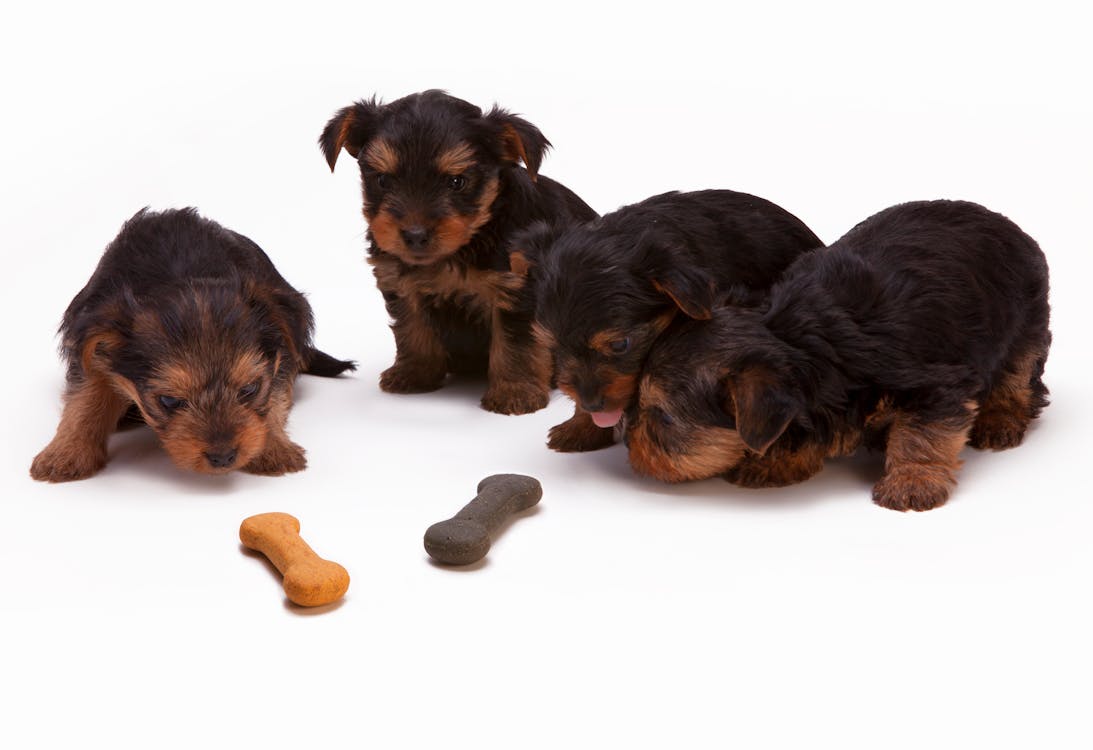 Imagem de filhotes de cães comendo biscoito
