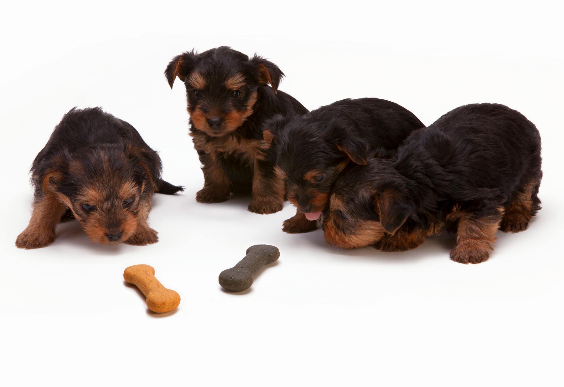 Svart och brun Yorkshire Terrier valp