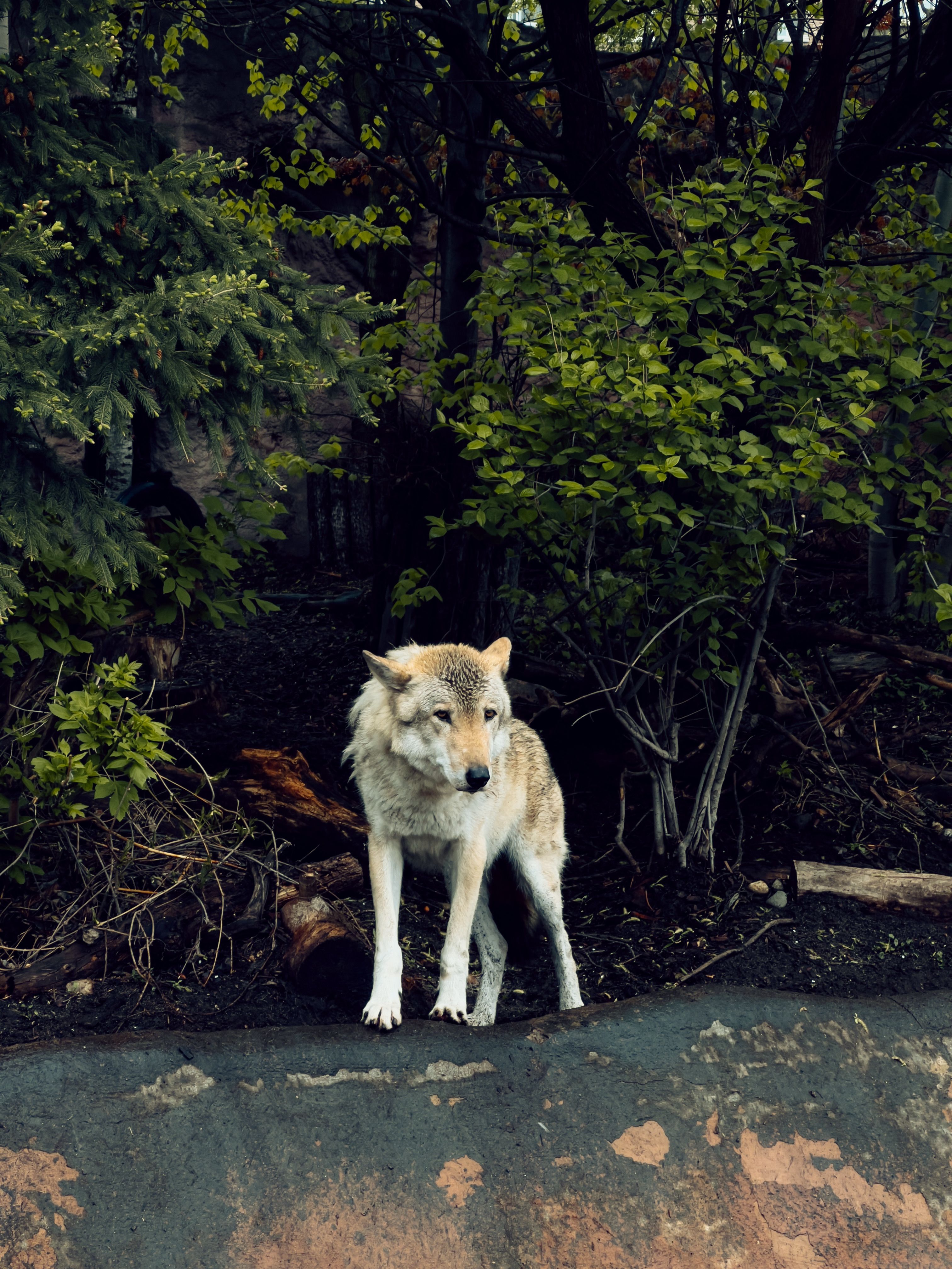 Wolf in Forest · Free Stock Photo