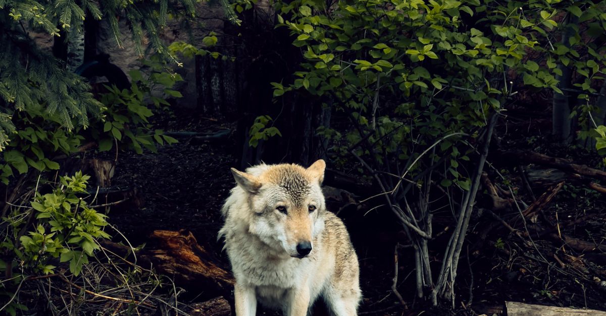 Wolves In Forrest Wolf in Forest · Free Stock Photo
