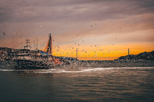 balıkçı, boğaz, fishing içeren Ücretsiz stok fotoğraf