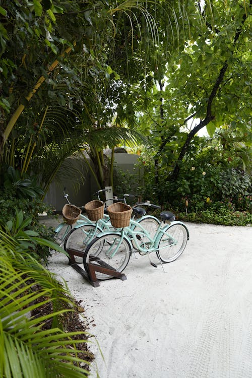 A bicycle is parked in the sand next to a palm tree