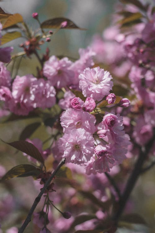 Fotobanka s bezplatnými fotkami na tému čerešňa, čerešňový kvet, farba