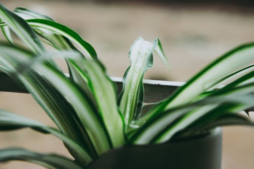 Photographie De Mise Au Point Sélective D'une Plante à Feuilles Vertes