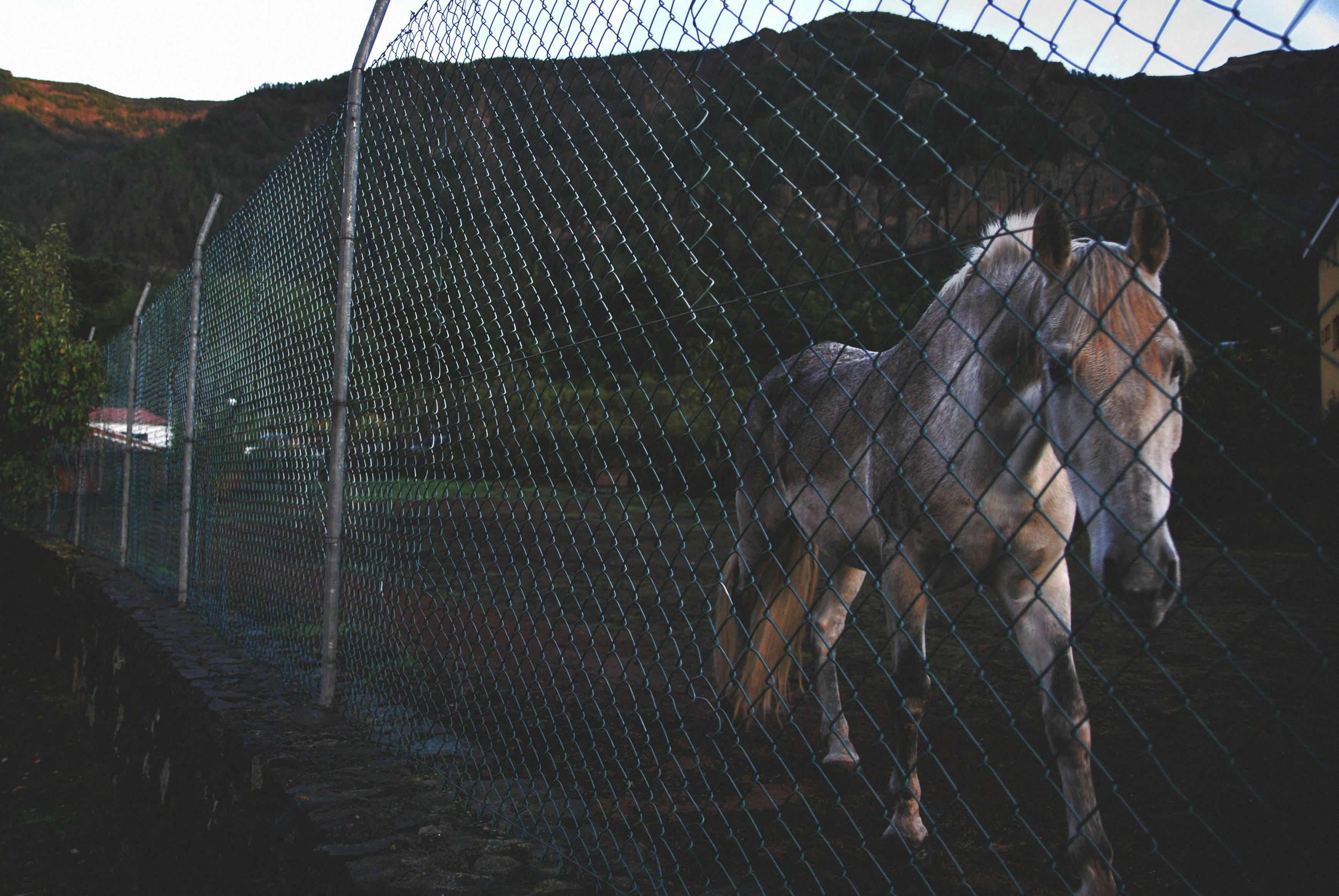 photo of white and brown horse beside green stainless steel fence near green mountain