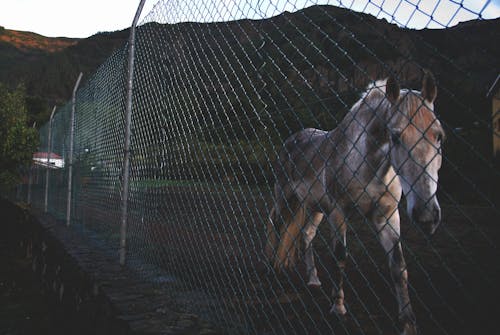 Foto De Um Cavalo Branco E Marrom Ao Lado De Uma Cerca De Aço Inoxidável Verde Perto De Green Mountain