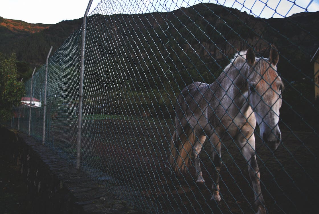 녹색 산 근처 녹색 스테인리스 울타리 옆에 흰색과 갈색 말의 사진